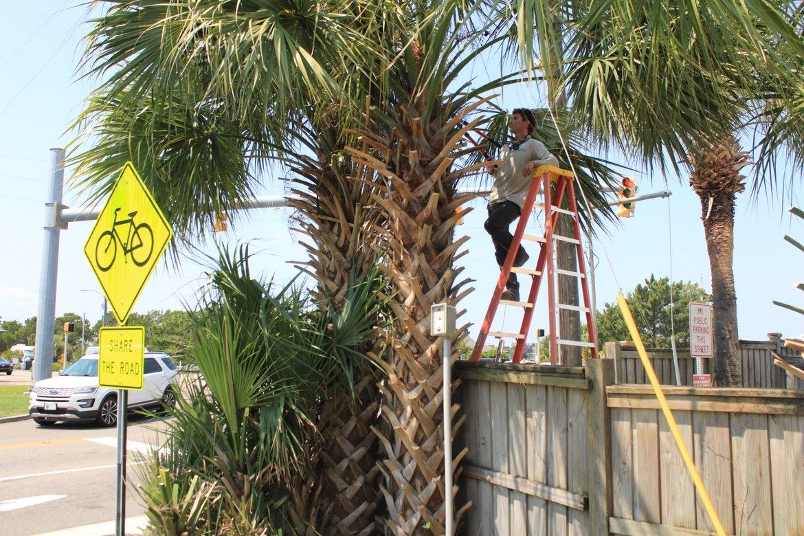 Southern Tide Outdoors crew member pruning a palm tree