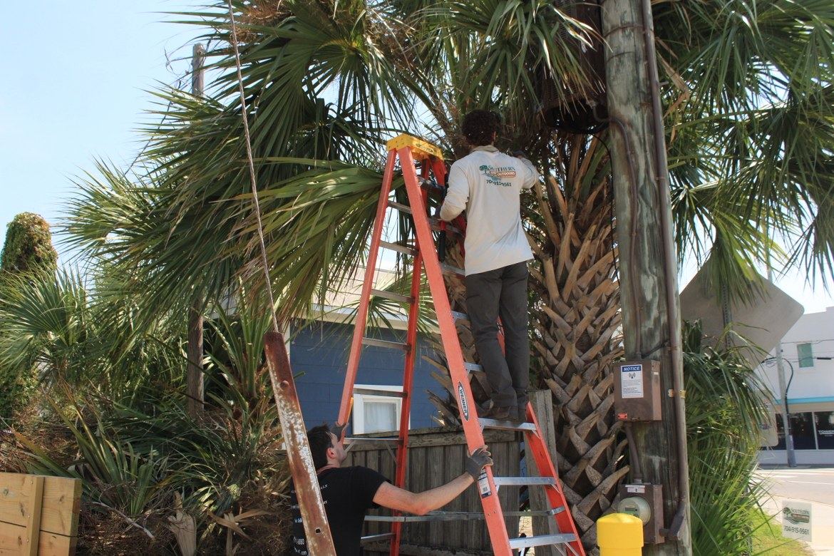 Southern Tide Outdoors crew pruning a palm tree in Wilmington, NC